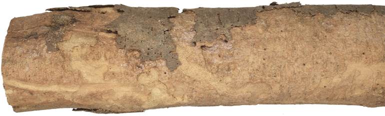 aaa Kréta Ficus.JPG